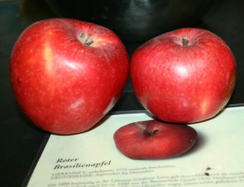 Datenbank des BUND Lemgo hilft bei Recherchen zu alten Obstsorten