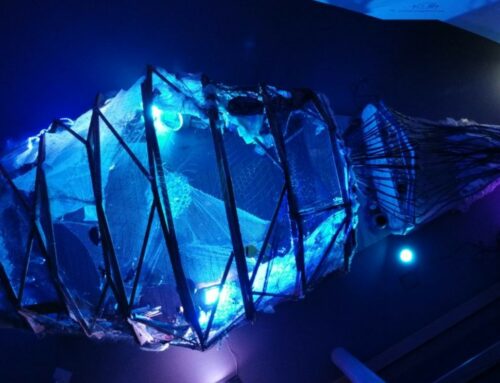 Abstimmen für den Wal